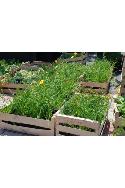 Лілійник гібридний Стелла де Оро  - 0,5-3л/вис.10-15см/Ø15-20см